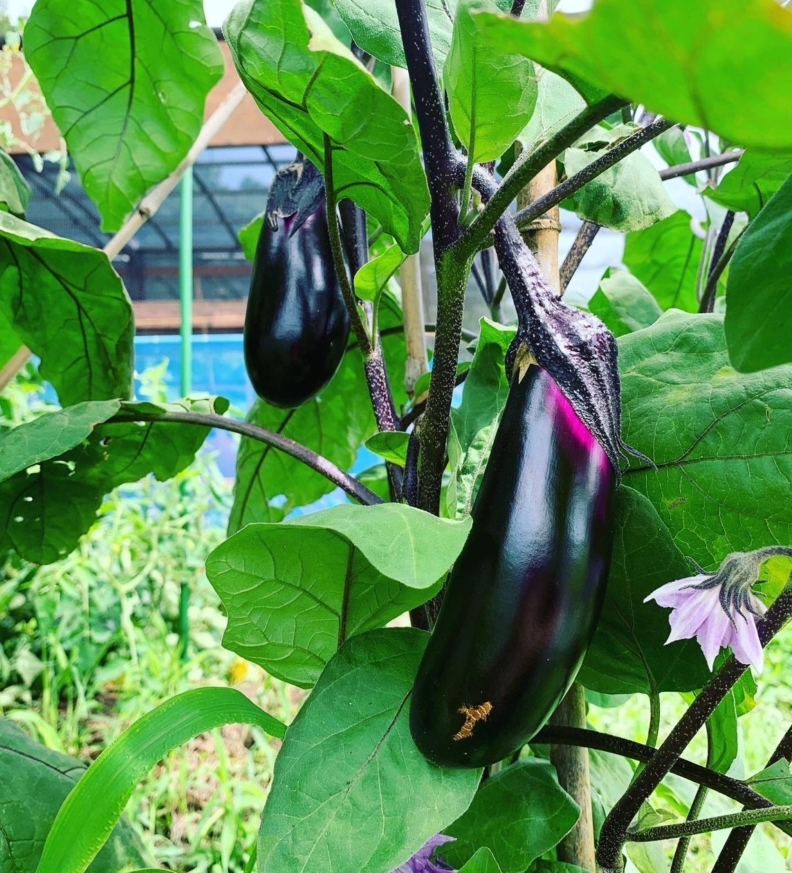 eggplant photo